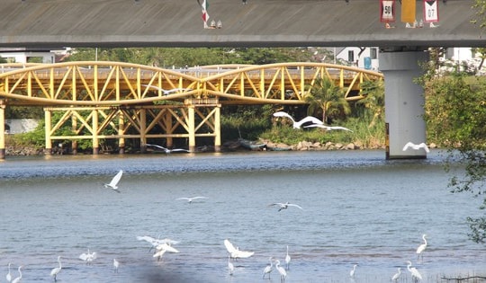 Hình ảnh đàn cò về kiếm ăn bên sông Hàn, giữa trung tâm Đà Nẵng