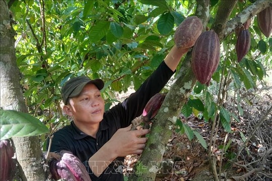 Tối ưu hóa diện tích bằng mô hình đa canh hữu cơ