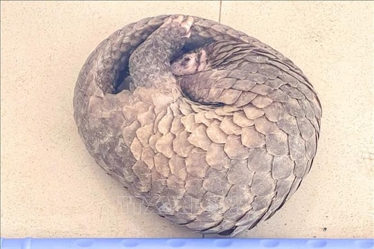 Người dân tự nguyện giao nộp tê tê quý hiếm