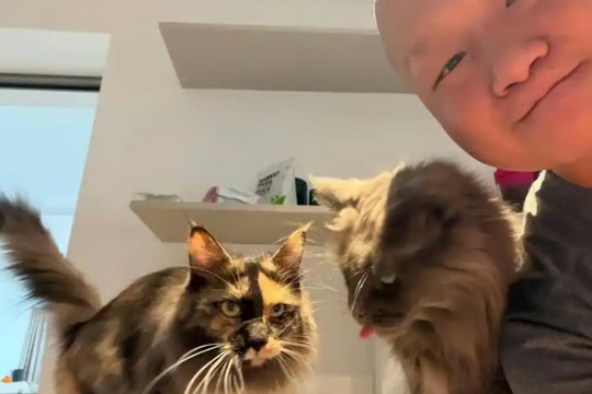 Kiếm 23.000 USD từ dịch vụ cho mèo ăn tại nhà