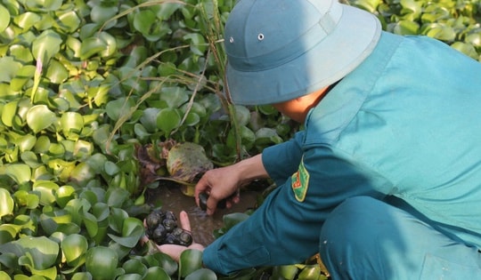 Hà Tĩnh: Nuôi “vàng đen”, nông dân thu tiền triệu mỗi ngày