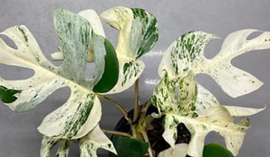 Chiếc lá cây cảnh "độc lạ" có giá nửa tỷ đồng, đại gia bí ẩn chốt ngay