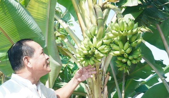 Chuyện lạ ở Cà Mau: Chuối một thân trổ 2 buồng, lão nông nói “chưa từng thấy”