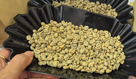 Giá cà phê hôm nay 4-3: Quay đầu giảm, Trung Quốc tăng mua cà phê