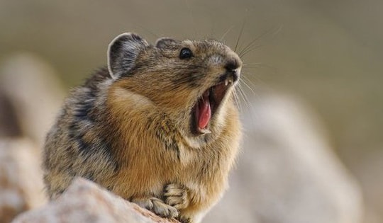 Loài vật quý hiếm bậc nhất thế giới, tuyệt tích 20 năm bất ngờ "tái xuất"