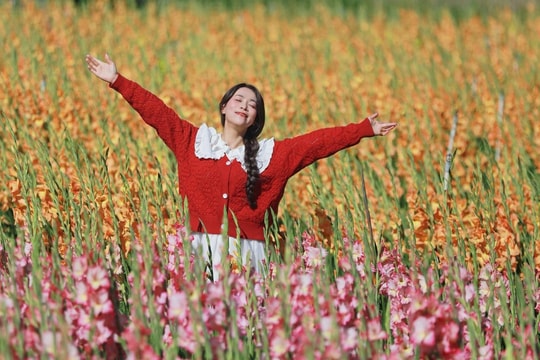 Vườn hoa lay ơn nở muộn hút khách check in