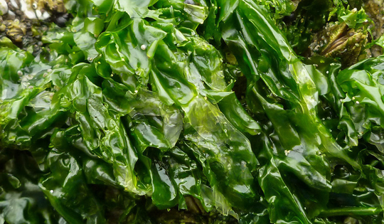 Loại rau xanh mướt hiếm khi “ngậm” thuốc trừ sâu, trời Tây mê tít: Ra chợ Việt là thấy đầy