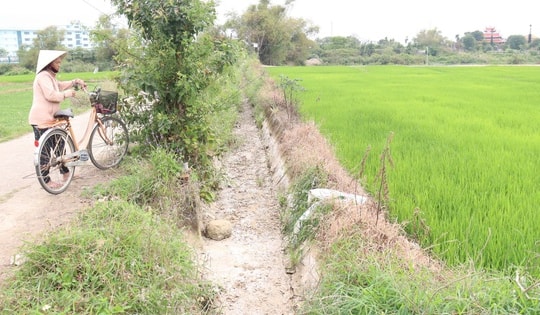 Nông dân Đà Nẵng "méo mặt" vì mặn đến sớm, kêu gọi thủy điện xả nước