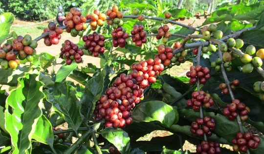Giá cà phê hôm nay 5-3: Quay đầu tăng, hỗ trợ thích ứng xanh ngành cà phê cho cộng đồng yếu thế