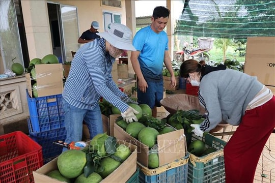 Nông dân, hợp tác xã 'vào guồng' sản xuất sau Tết