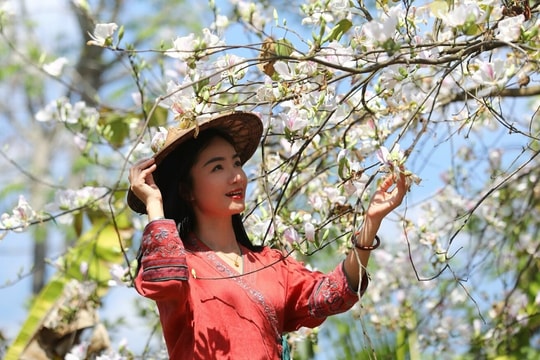 Đi đâu chơi gì trong lễ hội hoa ban Điện Biên 2026