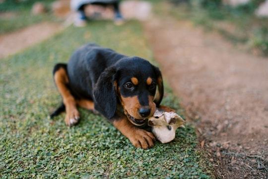 Những tình huống hy hữu bị chó cắn