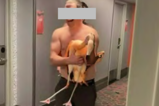 Du khách vướng lao lý vì bắt chim hồng hạc mang vào phòng khách sạn