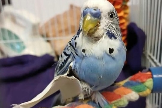 Bị bắt vì cho vẹt cưng uống bia, ăn cần sa