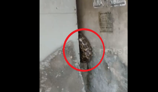 Nhìn vào khe tường, người dân phát hiện cảnh tượng "đáng sợ"