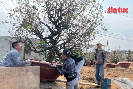 Làng hoa Nhật Tân tất bật vào vụ đào mới