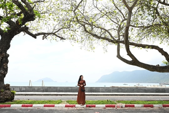 Côn Đảo đẹp ngỡ ngàng trong mùa bàng thay lá