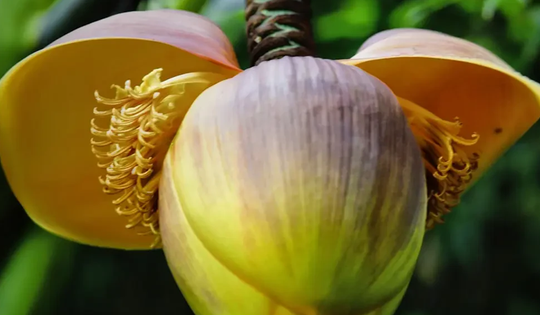 Loại rau xưa “cứu đói”, nay được ví như “nhân sâm của người nghèo” chợ Việt bán nhiều