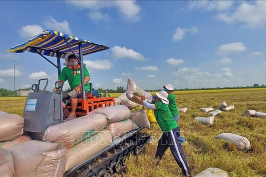 Xuất khẩu gạo tăng 5% về lượng, giá bình quân giảm mạnh