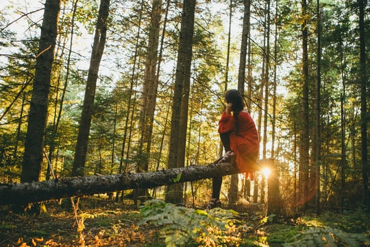 Trải nghiệm tắm rừng ở Nhật Bản để 'chữa lành'