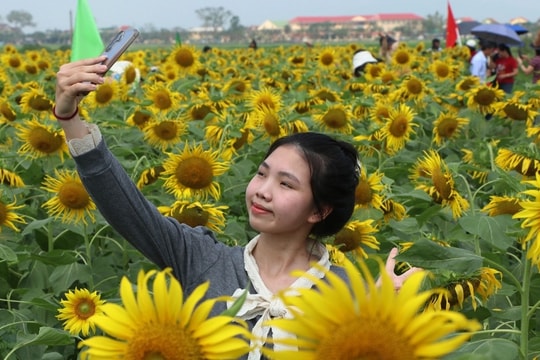 Chủ vườn thắng lợi với vụ hoa hướng dương, quà quê phục vụ khách Trung Quốc