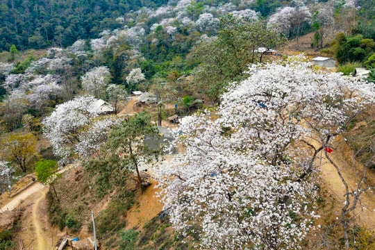 Hoa ban phủ trắng các tuyến đường ở Điện Biên