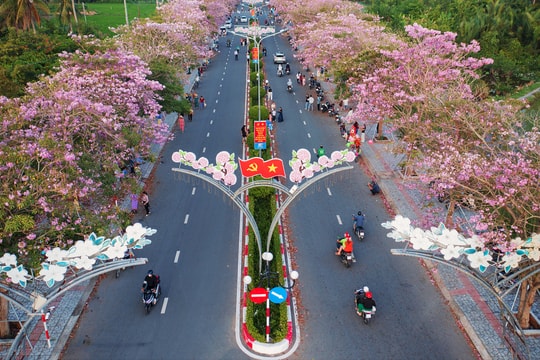 Khách đổ đến check in đường hoa kèn hồng đẹp nhất miền Tây