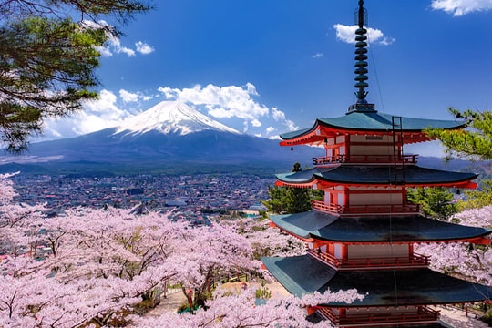 Hoa anh đào Nhật Bản nở sớm