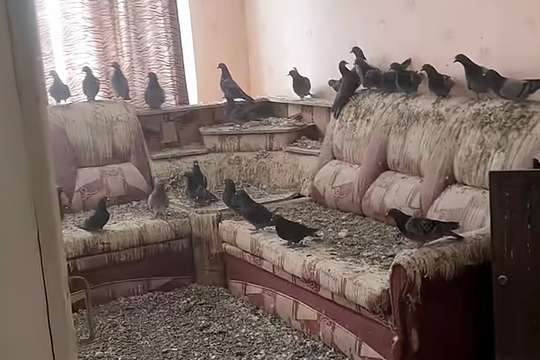 Bị chim bồ câu 'chiếm' nhà vì quên đóng cửa sổ