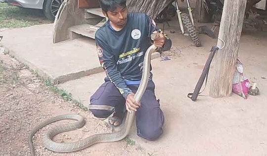 Bắt sống rắn hổ mang chúa dài 3 mét ẩn nấp trong xe ô tô