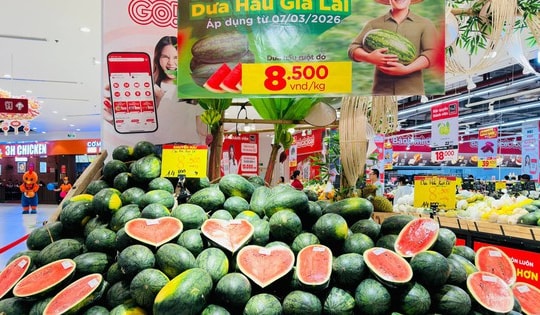 Dưa hấu Gia Lai bán tại ruộng chỉ 5.000 - 6.000 đồng/kg