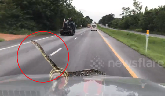 Đang lái xe, người đàn ông sốc khi phát hiện cảnh tượng "nổi da gà" trước mắt