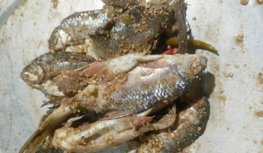 3 cháu bé nguy kịch sau khi ăn món cá chế biến kiểu “lạ”, bác sĩ cảnh báo đừng chủ quan