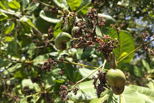 'Thủ phủ' điều Đồng Nai thiệt hại do mưa trái mùa liên tục