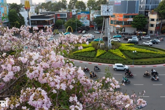 Sắc hồng bao phủ các con đường ở TPHCM