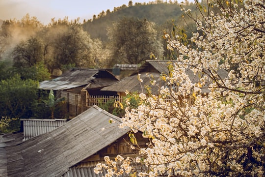 Hoa sơn tra nở trắng bản làng ở Sơn La