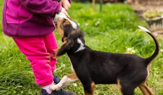 Bé gái 6 tuổi tử vong nghi do chó dại cắn