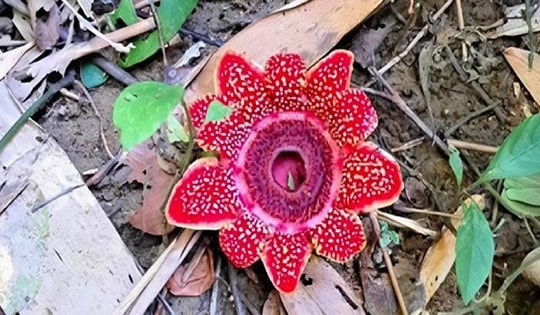 Vườn Quốc gia Phong Nha - Kẻ Bàng: Phát hiện loài hoa quý hiếm Địa nhãn Himalaya