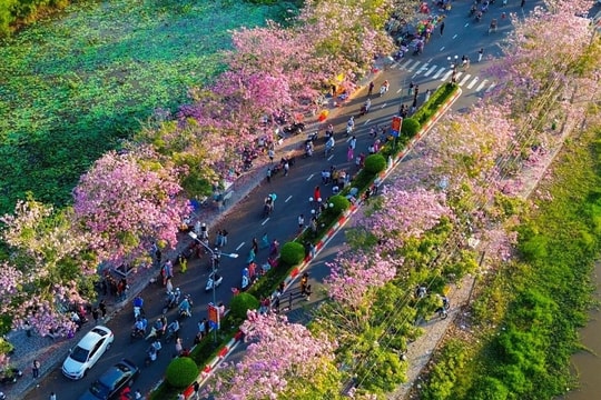 Con đường hoa kèn hồng đẹp nhất miền Tây khiến du khách mê mẩn tạo dáng