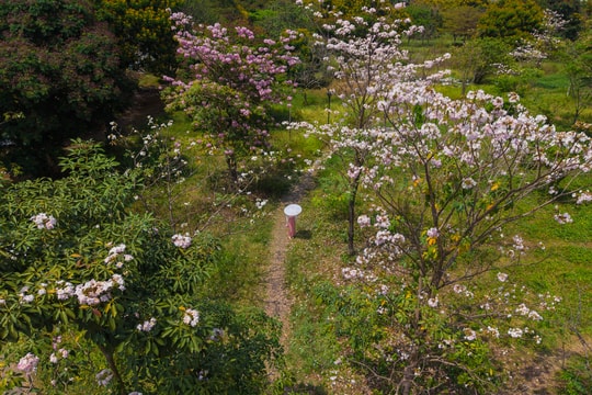 Hoa kèn hồng bung nở khắp phố ở TP HCM