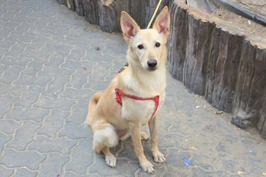 Thú cưng bị bỏ rơi hàng loạt khi chủ chạy khỏi Dubai