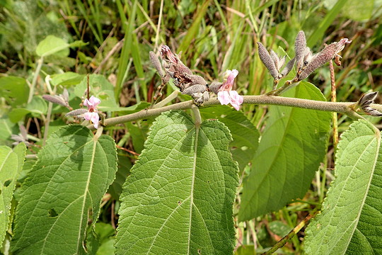 Uống nước cây an xoa để trị viêm gan B được không?