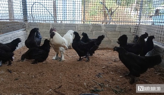 Nuôi loài gà có cái tên “đáng sợ”, anh nông dân thu hàng trăm triệu mỗi năm