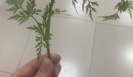 Hái rau cần dại về ăn, 3 người bỗng buồn nôn, khó thở nguy kịch