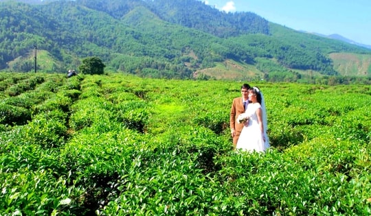 Hương chè Quyết Thắng vùng cao