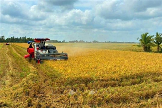 Hạt gạo đặc sản Cà Mau tìm đường ra thị trường quốc tế