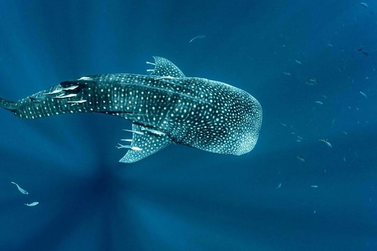 Cá mập voi đầu tiên bơi 1.200 km giữa hai quốc gia