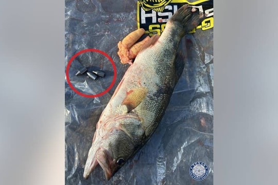 Đối mặt án tù vì nhét chì vào bụng cá để gian lận giành giải thưởng