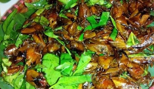 Con đặc sản xưa nhiều người “sợ xanh mặt”, nay thành đặc sản Tây Bắc tiền triệu, dân nhậu mê tít săn lùng