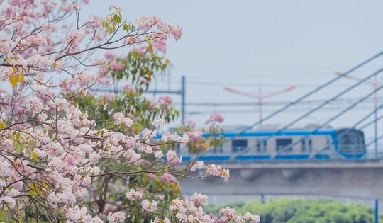 VIDEO: Con đường hoa kèn hồng lãng mạn tại TPHCM
